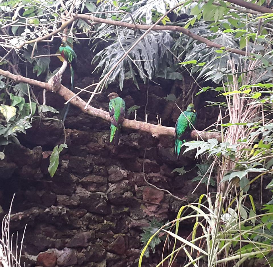 aves-quetzal-hembras