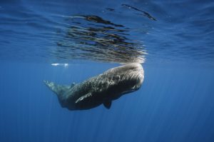 avistamiento-de-ballenas-xmigrations
