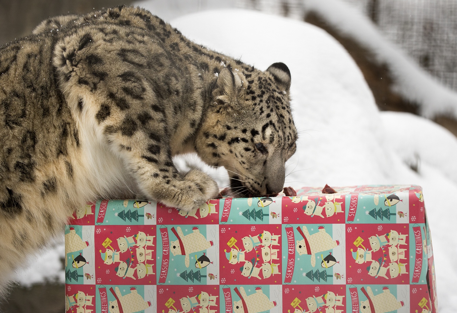 En esta imagen del 24 de diciembre de 2015, Ranny, una leopardo de las nieves, come carne cruda que le dieron como regalo de Navidad en el Lincoln Children's Zoo de Lincoln, Nebraska. (Gwyneth Roberts/The Journal-Star via AP)